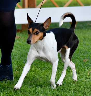 Ratitatt best sale rat terriers