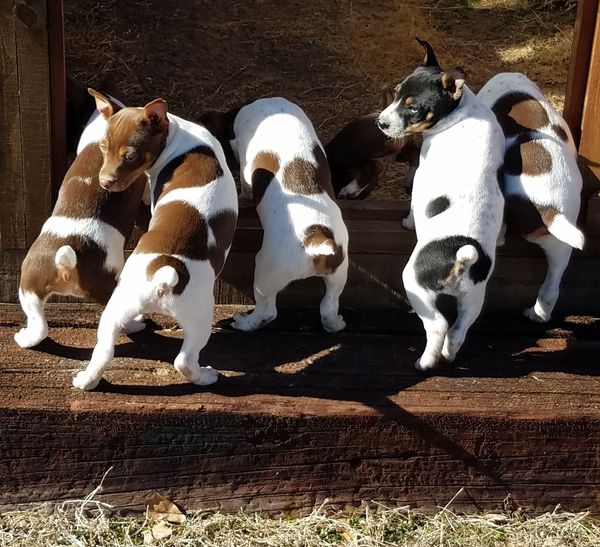 Akc store rat terrier