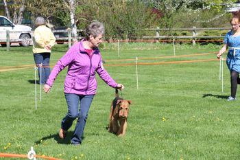 Airedale
