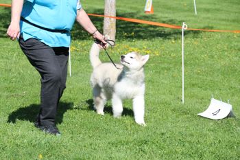 Alaskan Malamute
