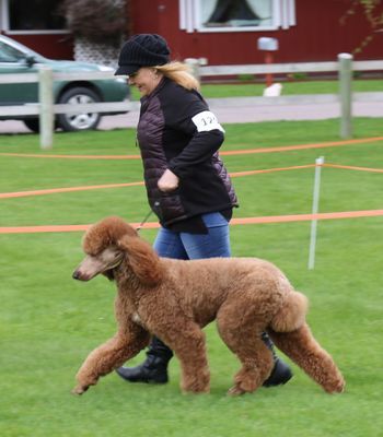 Standard Poodle
