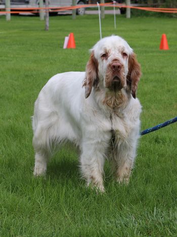 Clumber Spaniel
