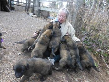 6 week old Ledonberger puppies!
