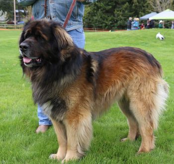 Big Leonberger
