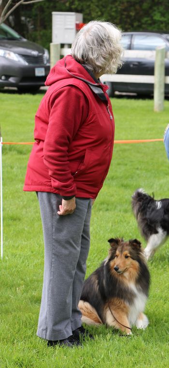 Rally Sheltie
