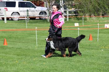 Bernese Mountain Dog
