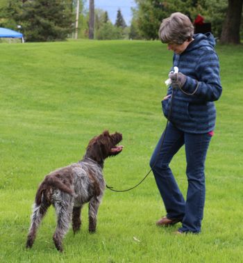 Wirehaired Pointing Griffon
