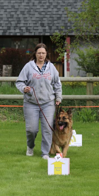 Rally German Shepherd Dog
