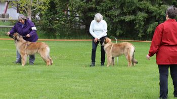 Leonbergers
