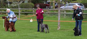 Wirehaired Pointing Griffon
