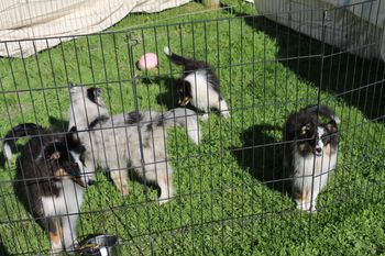 Sheltie puppies
