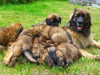 Dreamer and her puppies
