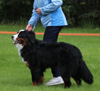 Bernese Mountain Dog
