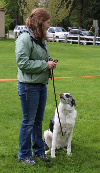 Junior handler
