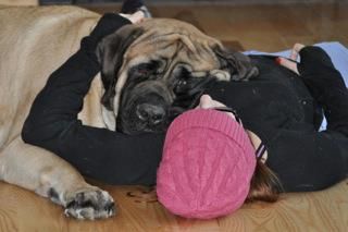 A son of Balou who is now a therapy dog.
