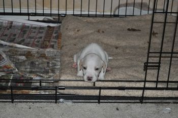 Tater starting to get his colour.
