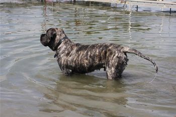 Dexter from Alberta
