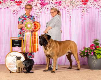 Mastiff Club of America Best in Maturity, Brew
