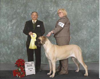At just 9 mos Nottinghill's A Dragon Tale wins her 2nd grp placement at the Elora Gorge Show December 27, 2012. Thank you Judge for recognizing this beautiful girl!
