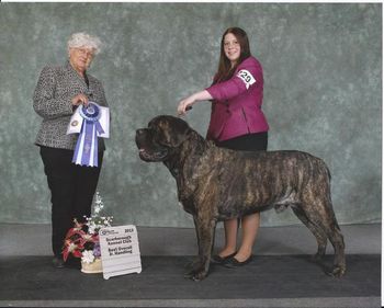 Alex and Nottinghill's Next Milestone winning the JR. Handeling. March 2013.
