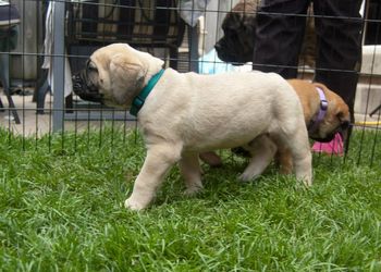 Turquoise boy 6 weeks
