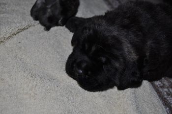 Baghera at 3 weeks.
