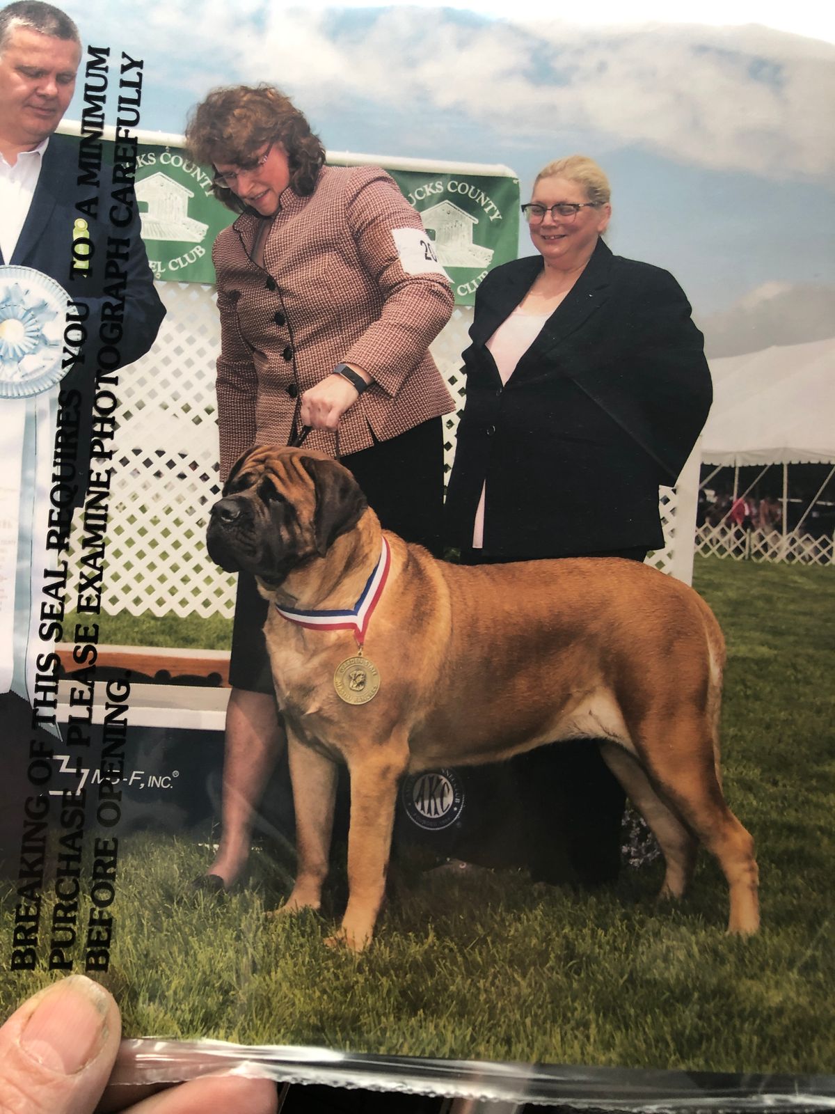 Bullmastiff store shows 2019