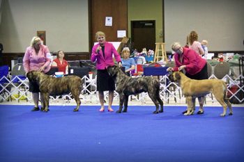 MCOA National Specialty 2015.  Nottinghill's Turn on The Red Light and her son Grean Meadows Fangs of Fury and Nottinghill's Boil Toil N' Trouble at Green Meadows.  2nd in the Brood bitch class.
