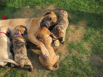 Monkey hugging Dixie. L to R Sapheera, Harley, Dixie and Daisy.
