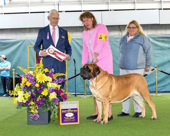 Fly BOS at the Westminster Dog Show for the 2nd year in a row!

