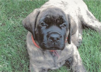 Mona at 3 months old.
