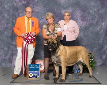 Keeper at the Florida Specialty taking BOS with handler Maria Drever.
