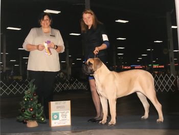 Ripley taking BOB for her first point at her very first show.  Just 6 mos old
