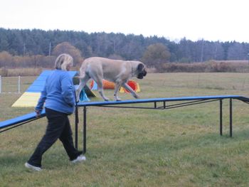 Now that GPS is a Canadian Champion she has decided to start into a new career. Agility!
