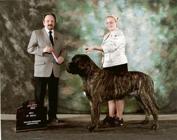 Ontario Breeders Markham 2012. Six shows and six BOB with Alex who is only a JR.
