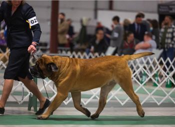 Monty at the Scarborough Kennel Club Dog show.
