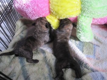 2 girls checking out the new stuffed toy.
