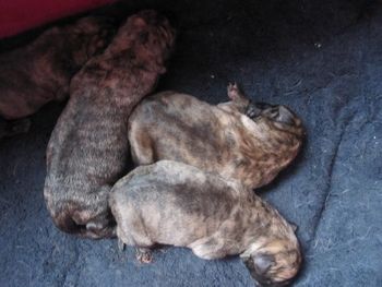 3 fawn brindle boys and fawn brindle girl.
