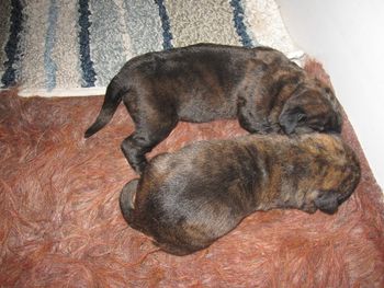 Apricot brindle girls.
