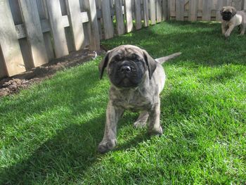 Walter as a 6 week old puppy.
