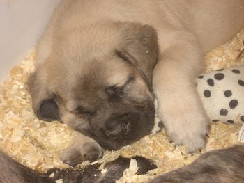 Sleeping at 6 weeks.
