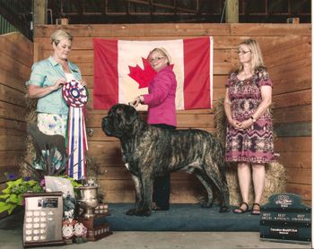 Canadian Mastiff Specialty July 7, 2013.  BOB, BBE, Best Canadian Bred MBIS. MRBIS, BPIS, GRCH Cdn, ABI, CH AKC, UKC Nottinghill's Next Milestone, CGN!!!
