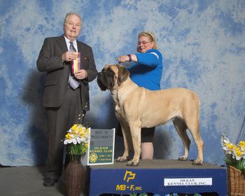 Dolly's first day of showing in the US and she takes the breed over specials for a major.
