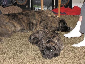 One of my fluffies Dexter and his new friend Turner.
