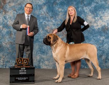 CH Nottinghill's Last Call winning BOB at the Working dog specialty.
