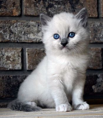 Blue Point Mitted
