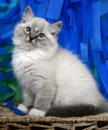 Blue Lynx Point Mitted
