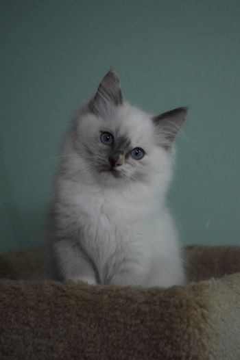 Blue Tortie Point Mitted
