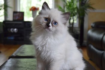 Seal Point Mitted
