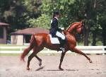 HJ Scarlett O Hara extended trot
